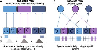 Epigenetic and Transcriptional Regulation of Spontaneous and Sensory Activity Dependent Programs During Neuronal Circuit Development